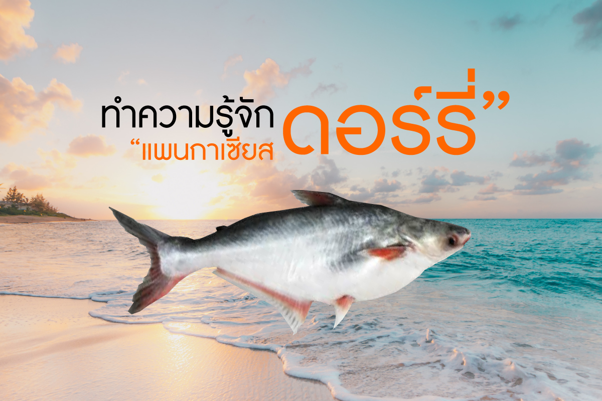 ทำความรู้จักกับ "ปลาแพนกาเซียส ดอร์รี่" - Span Online ผู้ขายส่งอาหารทะเลสดแช่แข็ง ทั่วราชอาณาจักร : Inspired by LnwShop.com