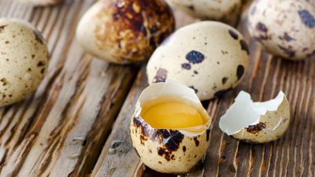 การเลี้ยงนกกระทา - เครื่องฟักไข่ Diy อุปกรณ์ทำตู้ฟักไข่ ราคาไม่แพง  จัดส่งทั่วประเทศ : Inspired By Lnwshop.Com